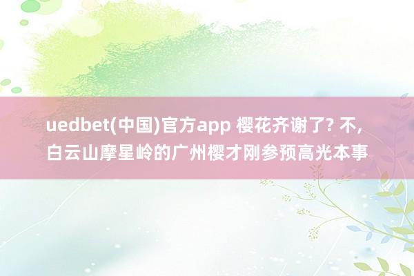 uedbet(中国)官方app 樱花齐谢了? 不， 白云山摩星岭的广州樱才刚参预高光本事