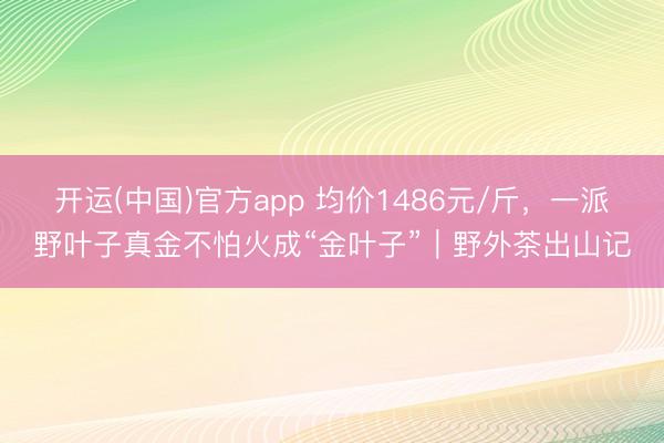开运(中国)官方app 均价1486元/斤，一派野叶子真金不怕火成“金叶子”｜野外茶出山记